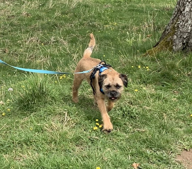 It’s only a couple of weeks until our Border Terrier Welfare fun day at Banstead in Surrey on Sunday 17 September! For full details and to book your place, please email secretary@borderterrierwelfare.co.uk