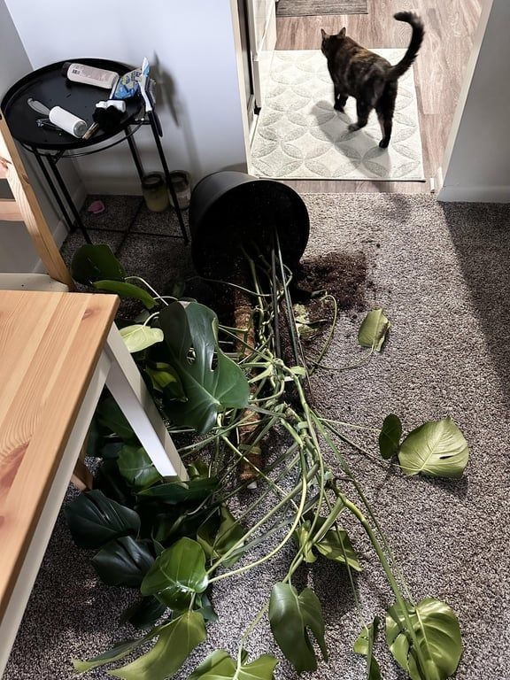 DontShowYourCat's tweet photo. Master Gardener https://t.co/e1oh4sAS07