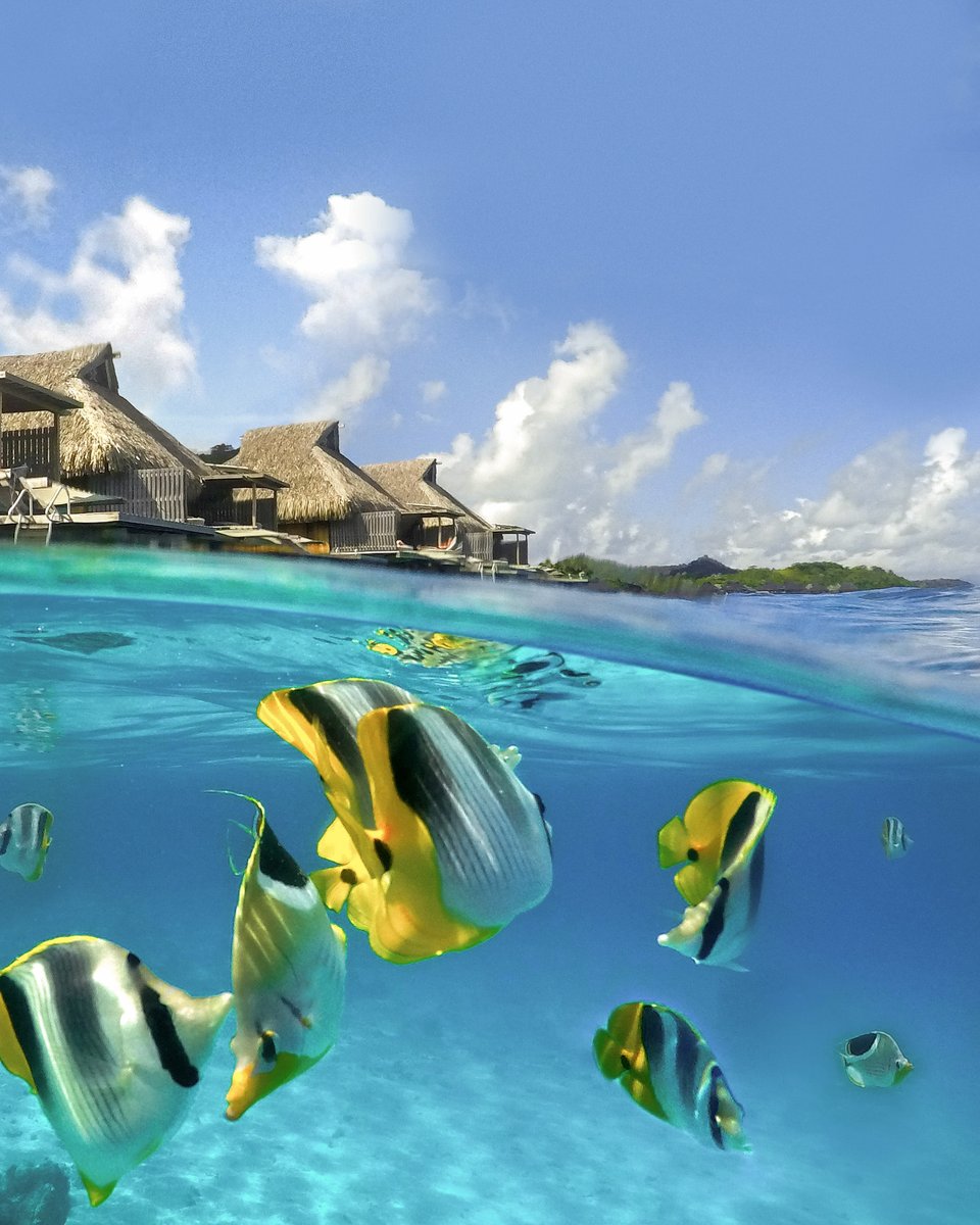 Conrad Hotels (@conradhotels) on Twitter photo Take in the serenity from the shore or uncover a world beneath turquoise seas, at <a href="/Conradborabora/">Conrad Bora Bora Nui</a> ๐
#NationalBeachDay
hil.tn/wbiftp Take in the serenity from the shore or uncover a world beneath turquoise seas, at <a href="/Conradborabora/">Conrad Bora Bora Nui</a> ๐
#NationalBeachDay
hil.tn/wbiftp