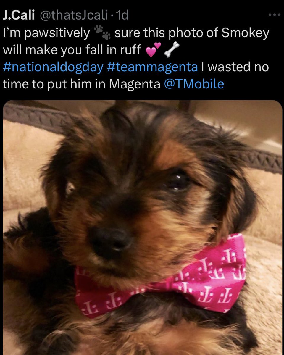 thatsJcali's tweet photo. Do you all remember the post of Smokey the other day with his @TMobile bow? Look at him now, babyboy just #upgraded. Did you know our customers can upgrade every 12 months on our new #go5gnext plan, it’s #pawfectly fitting for a new device #nationaldogday #teammagenta https://t.co/6TAFHRpy4g