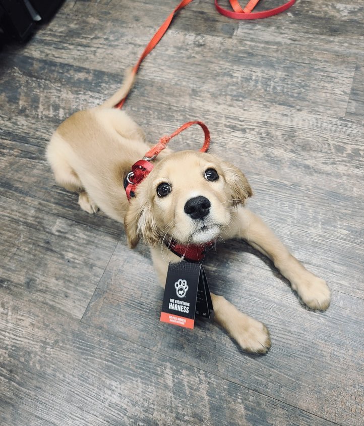 Let’s allow Finnegan to show us the meaning of ‘puppy dog eyes’ 😃 🐶
#cutecustomeralert #finnegan #14weeksold #cutepuppy #puppiesofinstagram #newharness #yeg #yegdogs #dogdaysofsummer #edmonton #northside #petvalu #loveliveshere <a href="/CanadaPooch/">Canada Pooch Ltd.</a> ❤️ 🐾
