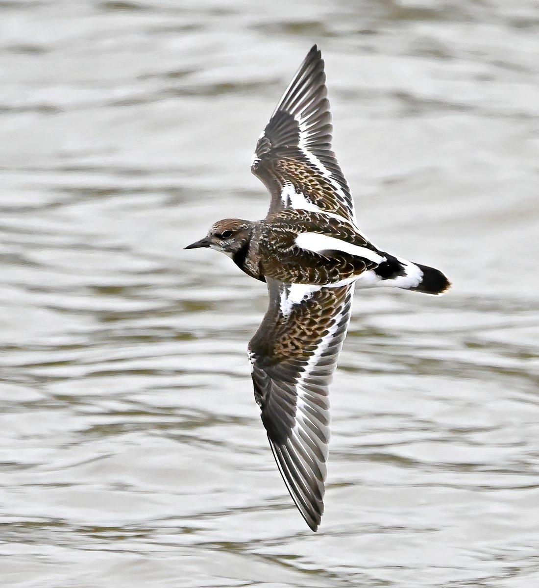 A Turnstone showing its distinctive back and wing pattern. 😍
 Taken a couple of nights ago on the River Brue in Somerset.🐦