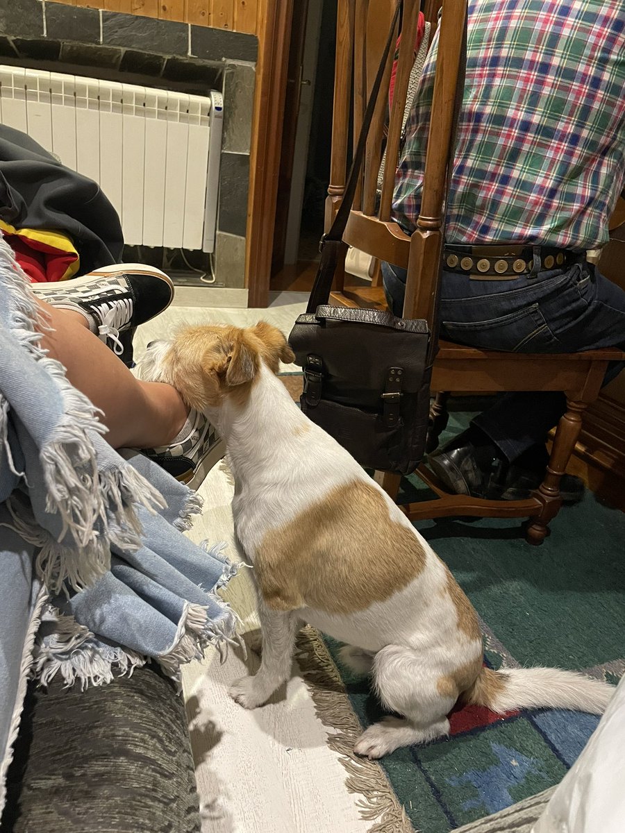 A mi perro le pesa la cabeza