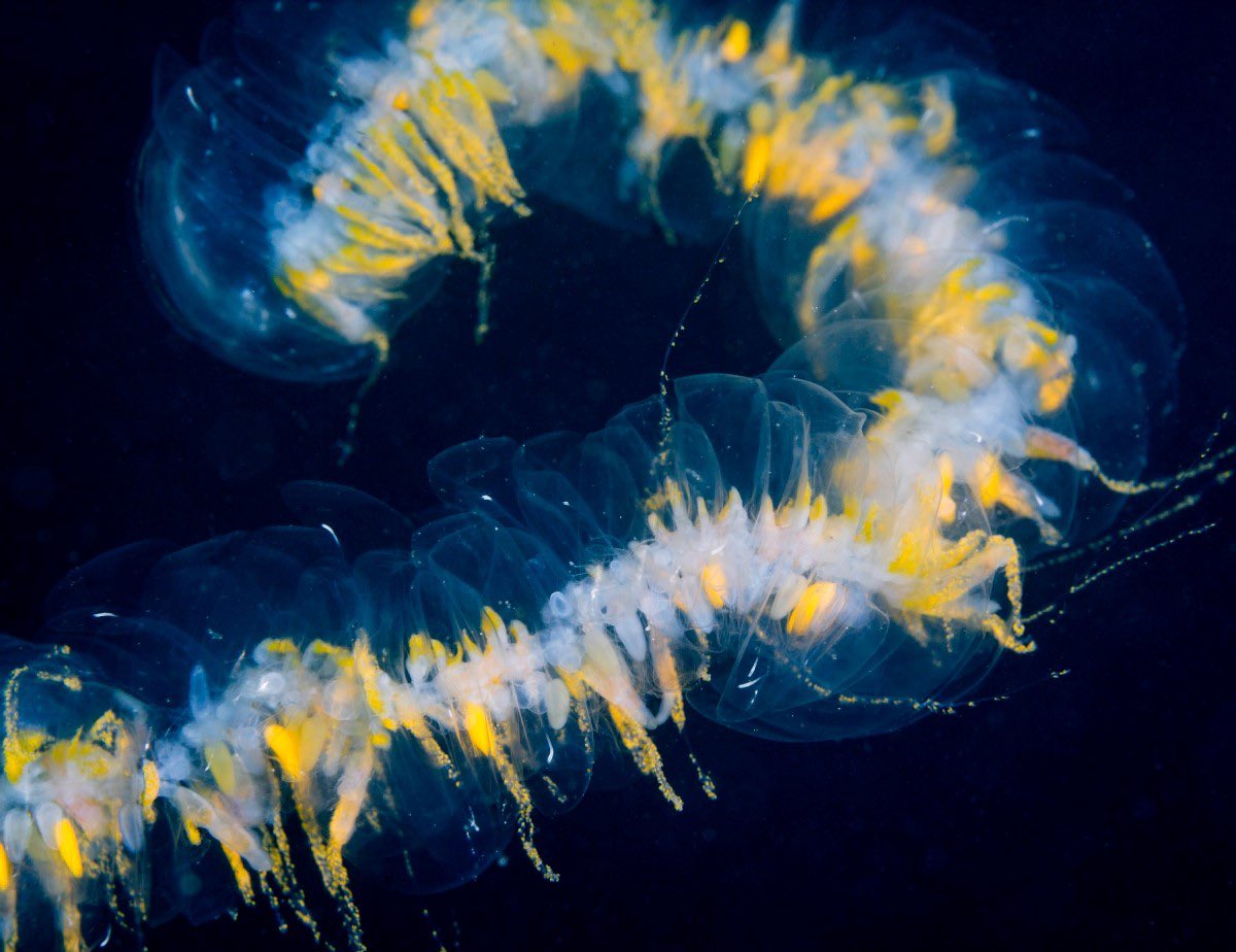 literally giant siphonophores