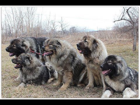 SigurimiShtet's tweet photo. The Illyrian Sheepdog (Albanian: Deltari Ilir, Qeni i Sharrit, meaning Illyrian Dog or Dog of Sharr) or Šarplaninac is a dog breed of the livestock guardian type originally from the border area between Kosovo, Macedonia and Albania (the Sharr mountains) https://t.co/qzEkYFTKec