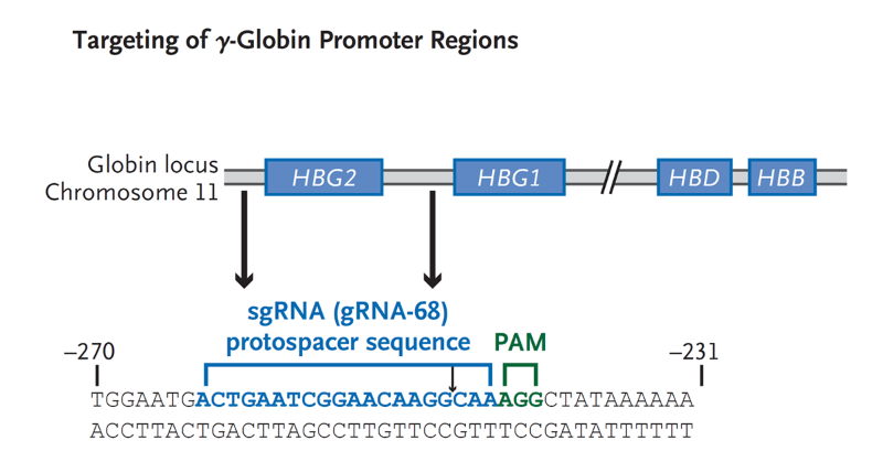 NEJM's tweet photo. With CRISPR-Cas9, a repressor of fetal hemoglobin expression was disrupted in hematopoietic stem cells from three persons with sickle cell disease. Edited cells were reinfused. Hematopoiesis was restored. Read the full study results: https://t.co/wa3S5ZdpsA