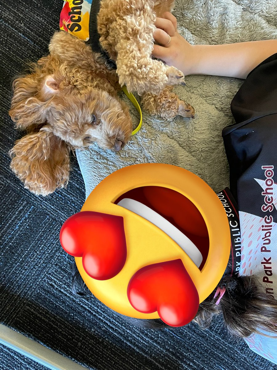 Therapuppy1's tweet photo. Lazy Daisy getting the best of both worlds. Helping children calm down but also get some 💤 #lazydaisy #Daisy #schooldog #dogsofeducation #therapydog #dogsofDoE #Naptime https://t.co/xyXXSO2r8Y