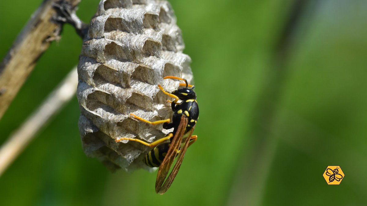 BeeManBuzz's tweet photo. Get ready for a buzzworthy fact! 🐝
Did you know that wasps and many bees can sting multiple times without harming themselves?
Share this fascinating tidbit, and let's appreciate the amazing adaptations of our buzzing friends! 🌺
#TheBeeMan #BeeManBuzz #BeeRemoval https://t.co/eovF0LWaYZ