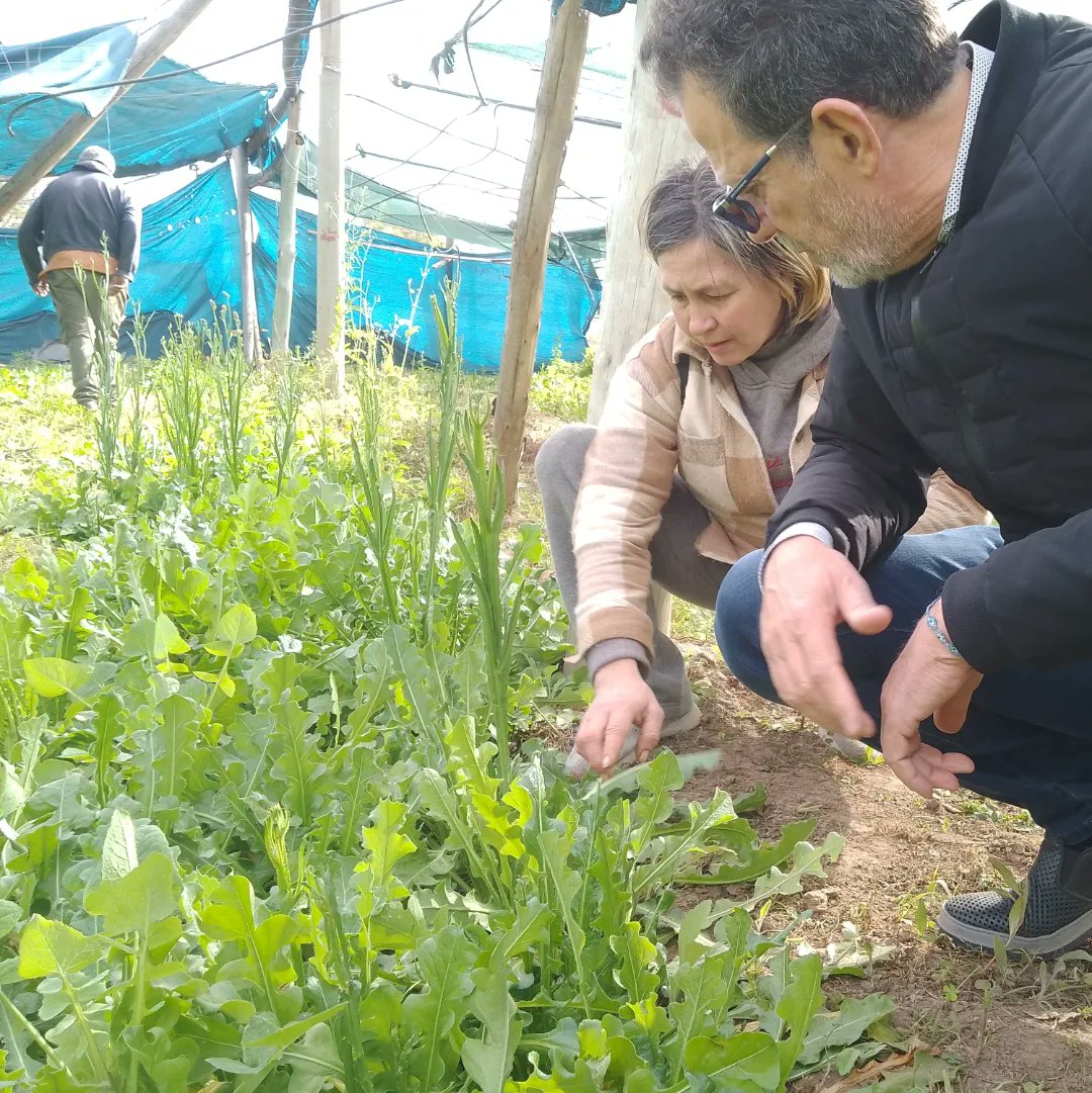 SahadJulio's tweet photo. LA FLORICULTURA COMO APORTE AL  DESARROLLO LOCAL 

Visité a Dolores, Valle Y Santos en su finca ubicada en Ruta Prov. N°25, en donde cultivan distintas variedades de rosas para ser comercializadas a nivel provincial y nacional. 

 Abro hilo⬇️ https://t.co/FbLMNKPFGX