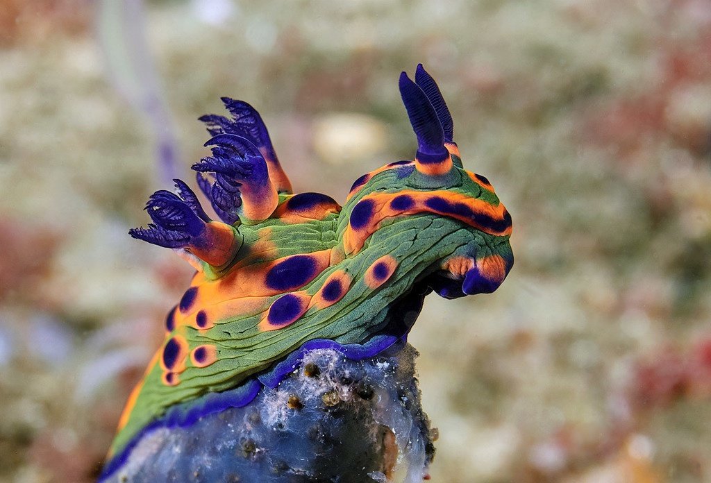 slugsofsea tweet picture