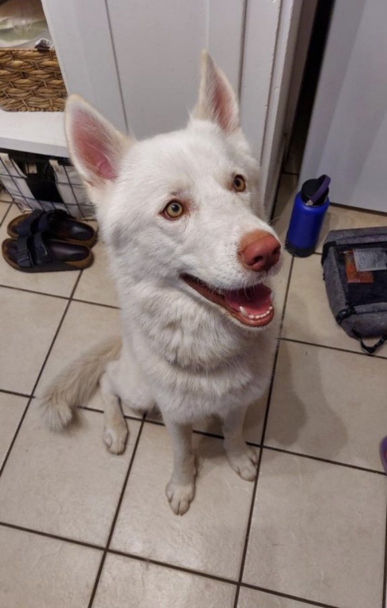 jaycerussell's tweet photo. Found this dog in the middle of the woods 15 miles outside Cheney. If anyone is missing him let me know I have him. If you dumped him out there on purpose let me know so I can beat your ass then proceed to find him a good home. He’s a good boy and deserves a good person. https://t.co/XTshSgtmrA