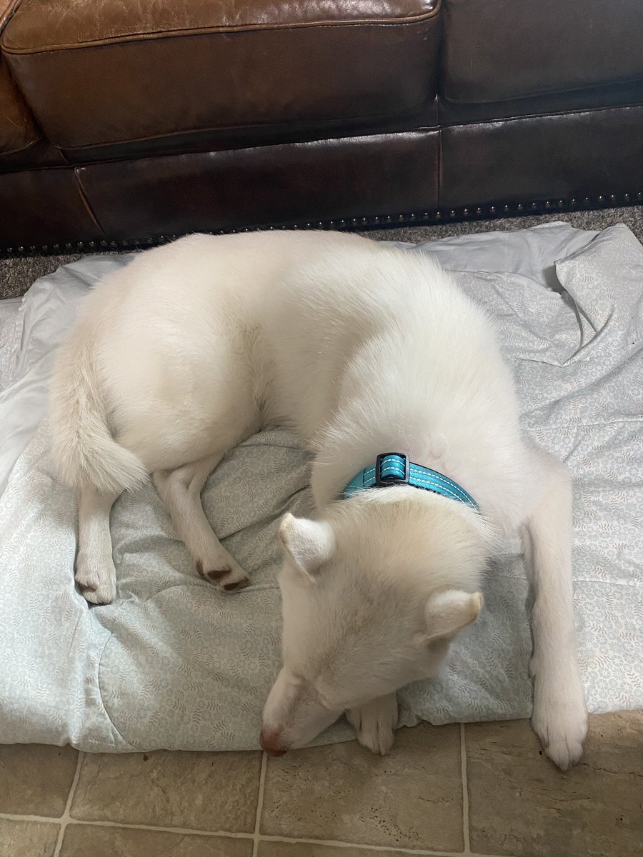jaycerussell's tweet photo. Found this dog in the middle of the woods 15 miles outside Cheney. If anyone is missing him let me know I have him. If you dumped him out there on purpose let me know so I can beat your ass then proceed to find him a good home. He’s a good boy and deserves a good person. https://t.co/XTshSgtmrA