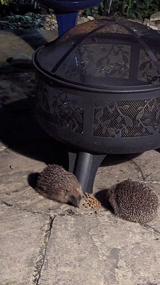 egremont66's tweet photo. Hooray! Double hog action this evening!! #hedgehog https://t.co/rrYVrYlfpk