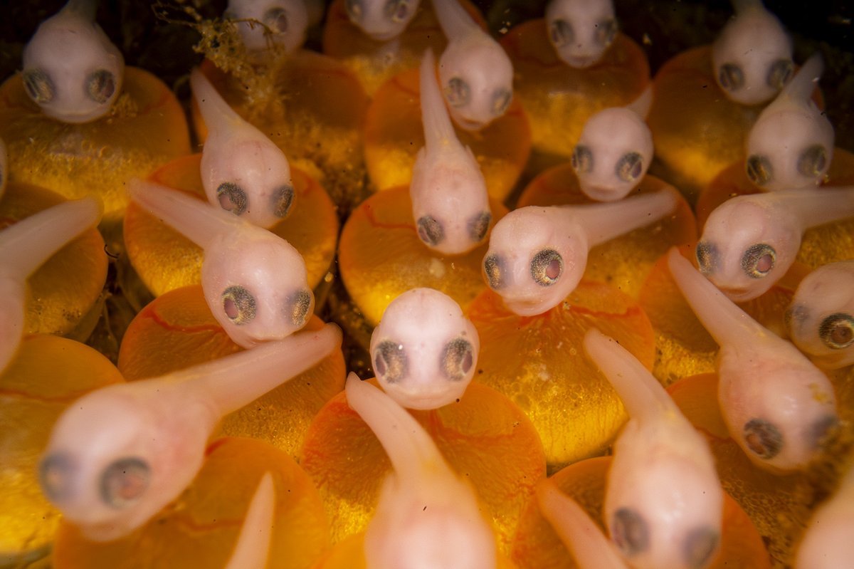 Shane Gross (@shanegrossphoto) on Twitter photo In my latest story for <a href="/globeandmail/">The Globe and Mail</a> we explore a deep sea fish that breeds in the intertidal zone, has venomous spines, sings(!), and has 2 types of males...Can you guess what species it is? No cheating!
Full story: theglobeandmail.com/canada/article… In my latest story for <a href="/globeandmail/">The Globe and Mail</a> we explore a deep sea fish that breeds in the intertidal zone, has venomous spines, sings(!), and has 2 types of males...Can you guess what species it is? No cheating!
Full story: theglobeandmail.com/canada/article…