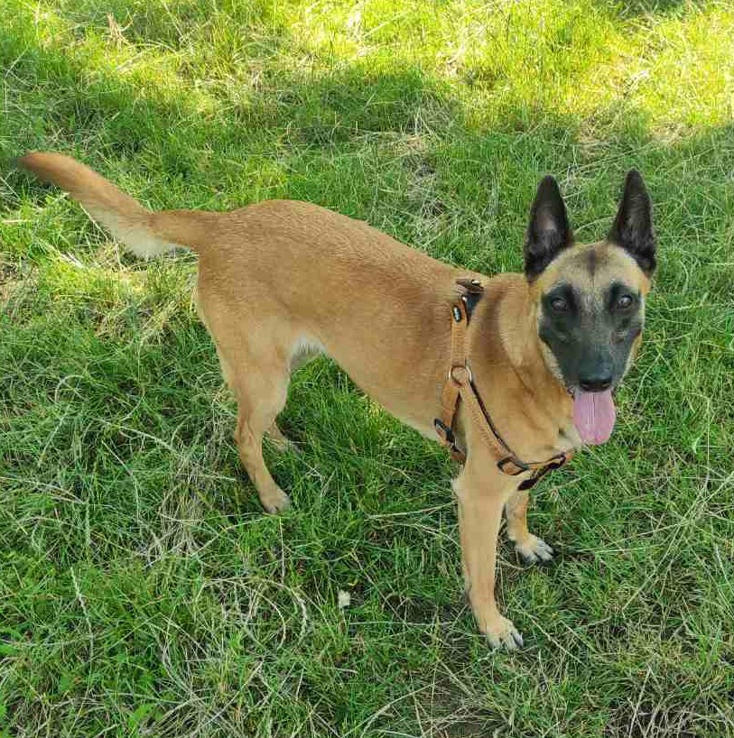 ❤️❤️❤️
#belgianmalinois