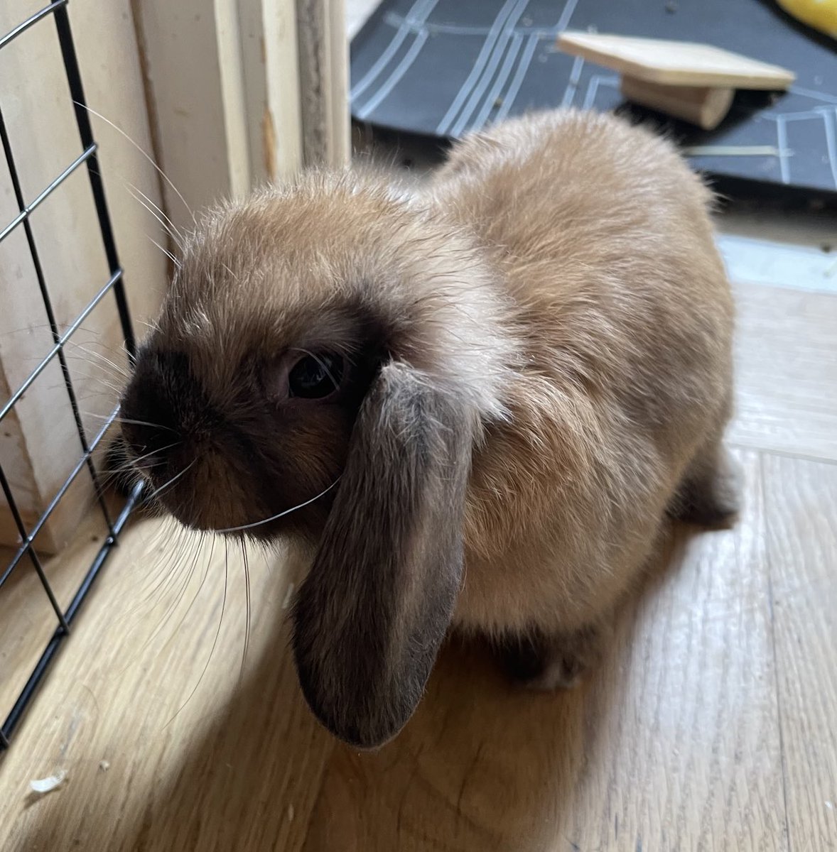 ⁦@Yangoliatko_⁩  if you’re still on Twitter, here’s a little bunny I had to pretend wasn’t the most adorable thing ever because I was mad about it being snuck into the house by the wife & kid. I secretly snuggle the shit out of this thing when they’re not looking😉❤️.