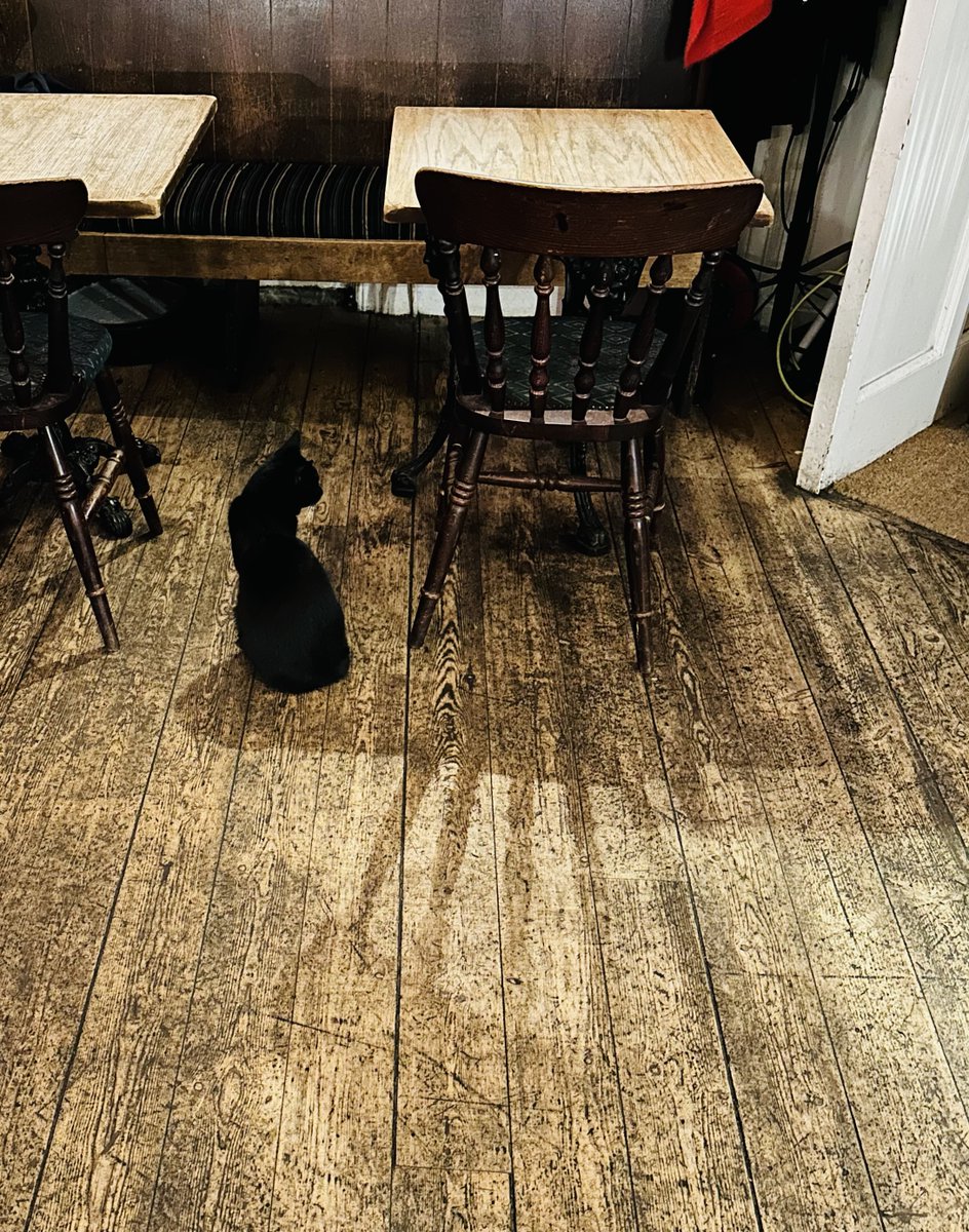 Pub cat! #pubcat