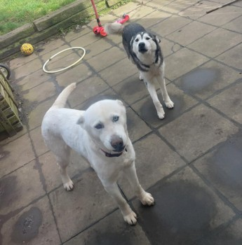 #MissingDogs #Skeyton #Norfolk #NR10 area, East Anglia on Saturday, 26th August 2023 Lost: White And Grey Black And White Siberian Husky Female In East Anglia (NR10) doglost.co.uk/dog-blog.php?d…