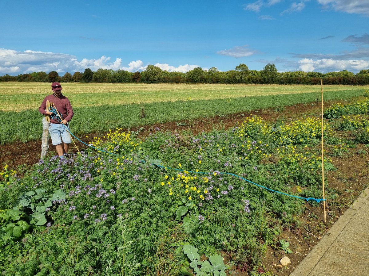 rachel_remnant's tweet photo. Measuring field margin options in between the showers. Walking out the consternation about #NeutrientNeutrality https://t.co/BzBqPGdRVM