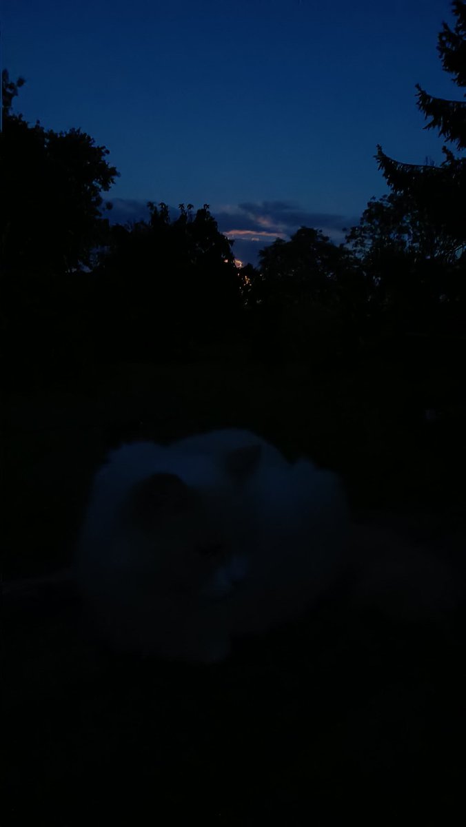 martinBlake10's tweet photo. #SuperBlueMoon with Blossom 🌸 and Leo https://t.co/LAWmOL1sOC