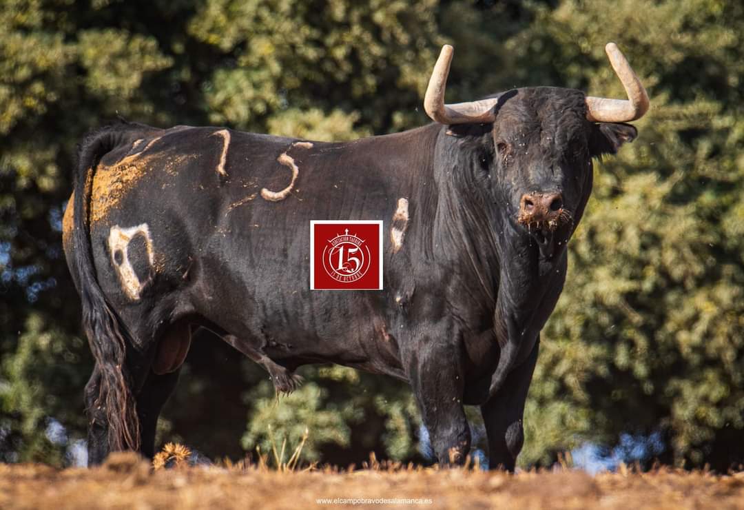 'Flamenco' de Mercedes Pérez-Tabernero, uno de los tres toros del cajón que recorrerá las calles de Alba de Tormes el próximo 14 de octubre. 

Ayuntamiento de Alba de Tormes
Asociación Taurina Cultural "15 de octubre"