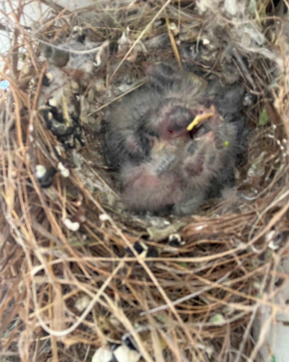 Construction Update: The Mesa development in Ojai is underway! 🚜

Amongst the ongoing work, we loved finding this bird's nest full of hatchlings on the front porch. It's the promise of the new life that Mesa will support.

#YouthHousing #TransitionalHousing #HTFVC