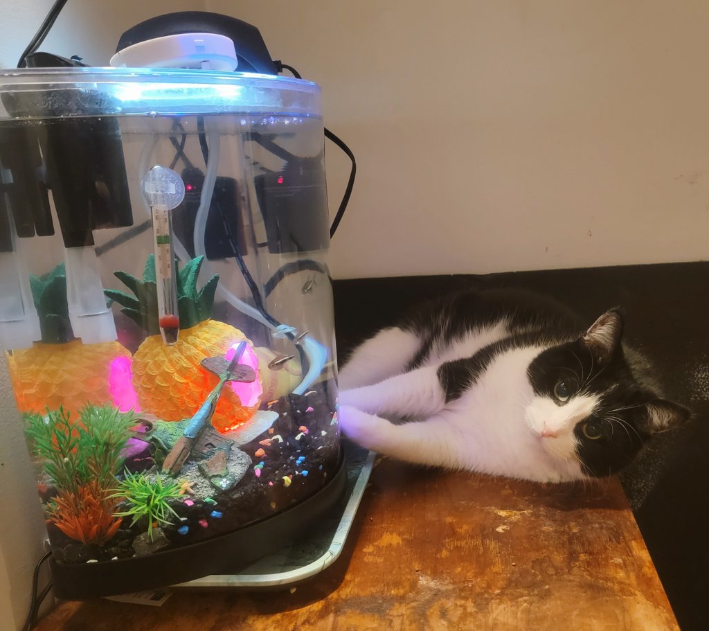 CryptoNicOg's tweet photo. Hi 👋 post a picture in the replies of somethings that makes you smile! #LetsSmile #CatsOfX

I'll start- Kenai &amp; our fish 😂💗 he thinks it's his IPad game https://t.co/X4kzbbZjOB