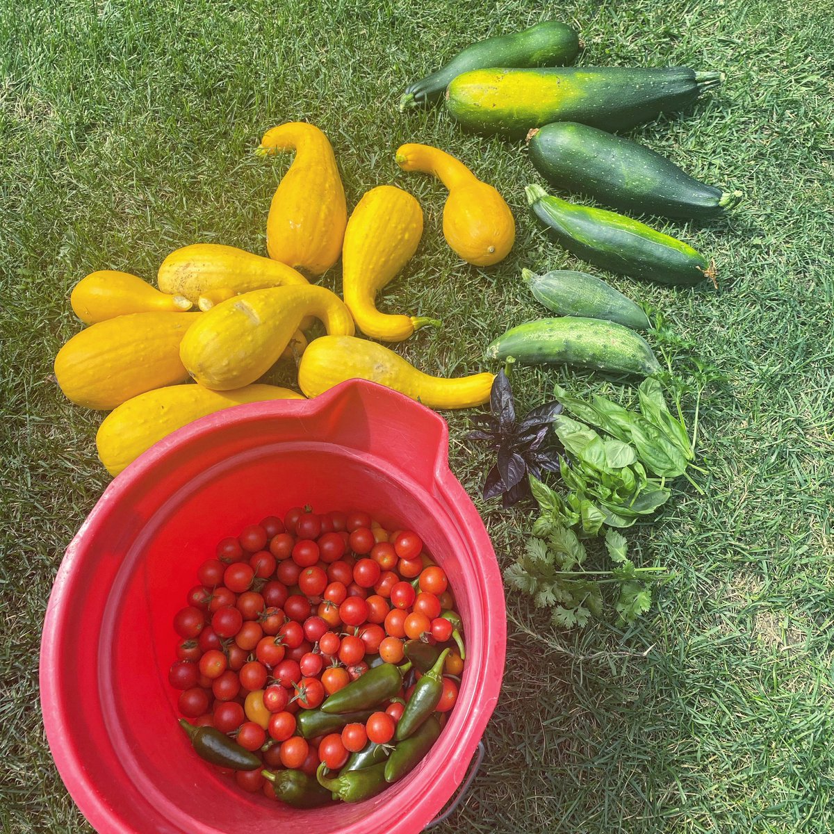 Our student-athlete garden is living its best life 🤩🌱 remember to let your sports RD know if you’re interested in helping out at the garden… Anytime you join you are able to take home whatever veggies and herbs you you want fo free! 🤑🌶️🥒🫑