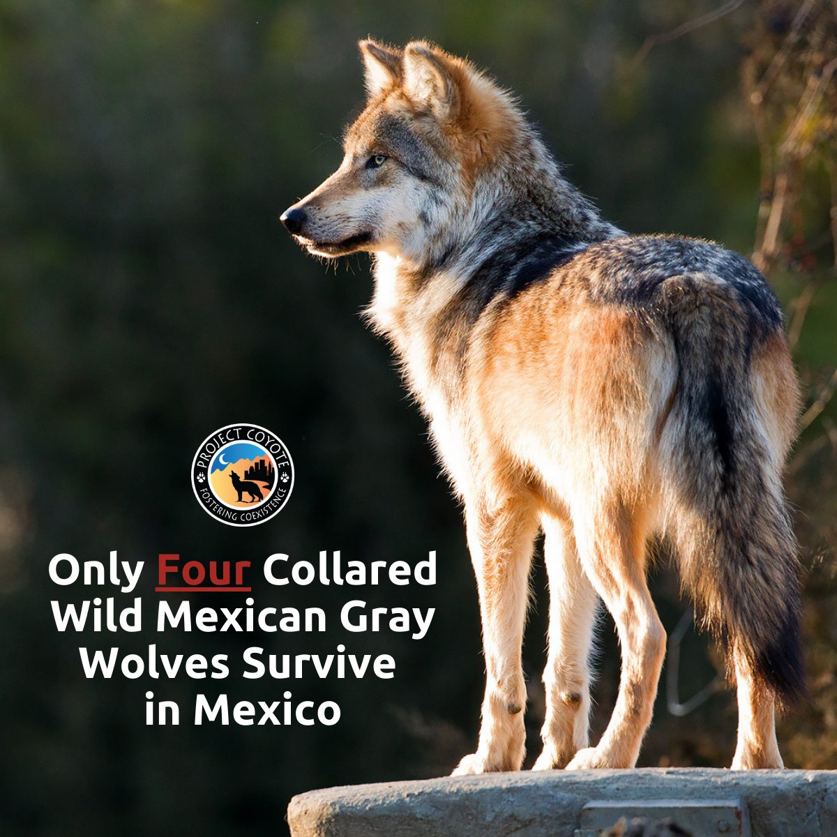 ‼️ Only four collared wild Mexican gray wolves currently survive in Mexico ‼️

Read the full media release: tinyurl.com/yc34p9vs

#MexicanGrayWolf #EndangeredSpecies #ProtectAmericasWolves #WolfWednesday #Lobo #Wolf #Wolves #Wildlife #USFWS