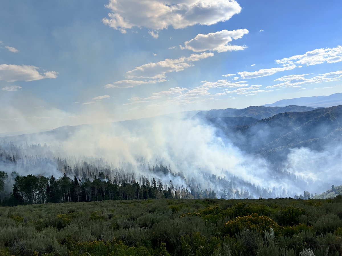 rifcdispatch's tweet photo. #MooreFire 50 acres. Crews completed firing operations &amp; will continue to monitor the fire until it is out. Smoke will be noticeable while interior fuels within mixed-conifer stand burn out. Wetting rains are predicted this weekend, helping firefighters further isolate the fire. https://t.co/RdeNCm0PyF