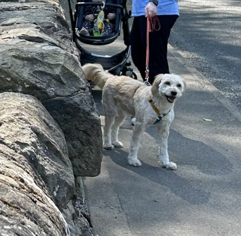 #MissingDog #BlossomsLane #Woodford #Stockport #SK7 area, North West on Saturday, 3rd June 2023 PLEASE REPORT ALL ALL SIGHTINGS TO 07713102602 Lost: Beige Unknown Female In North West (SK7) doglost.co.uk/dog-blog.php?d…