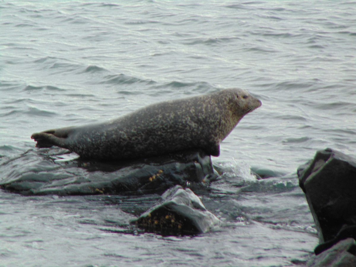 ArgyllSeaGlass's tweet image. A2 We usually day trip around the Kintyre Peninsula although we are obsessed with Loch Eck and area lately 💙  #scotlandhour