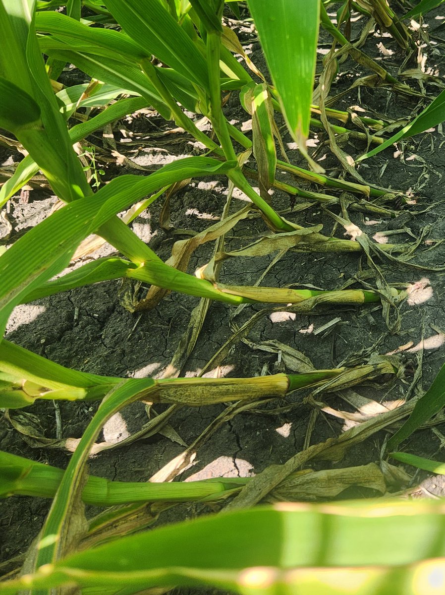 29Tim's tweet image. Do you have down or goosenecked corn?  Don't assume it was just wind!  Many fields are seeing increased rootworm pressure this year due favorable conditions for overwintering.  There is still time to check.
#LGSeeds. #AgreliantGenetics