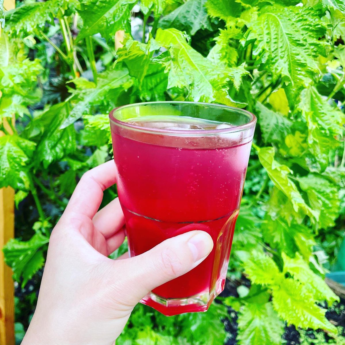 12時間かけて、今年の紫蘇シロップ154本を仕込みました。このクエン酸パックの山！どっかにもうちょいデカいパックはないもんかねぇ。