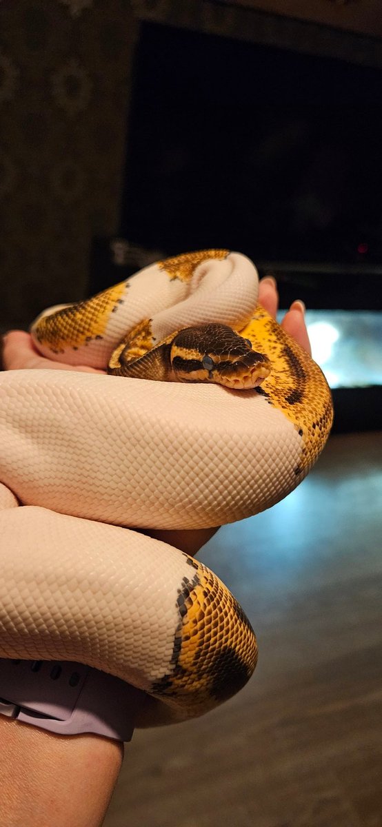 Pianoe82's tweet image. She's so damn pretty!!! 😍😍😍
#Koningspython #CrazyReptileLady