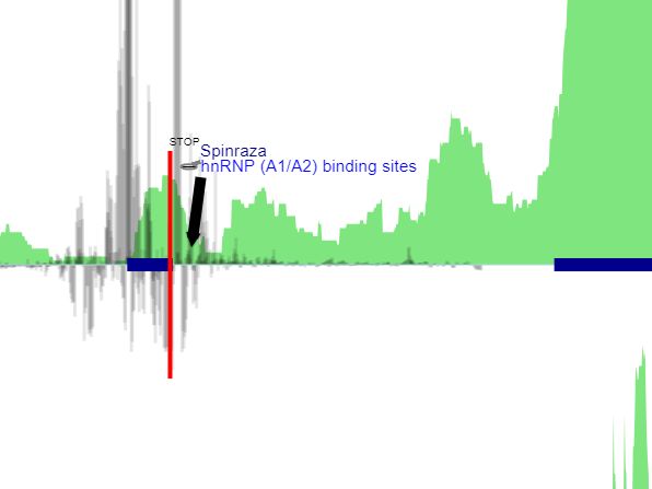 LJSplice (OpenAccess) is released! Our new ML models provide a roadmap for designing optimal splicing screens for antisense therapeutics.

Click here: (hts.bio/app/screen/vie…) to see it capture the A1/A2 binding sites of hnRNP on SMN2!

#lajollalabs #htsbio #softwarerelease