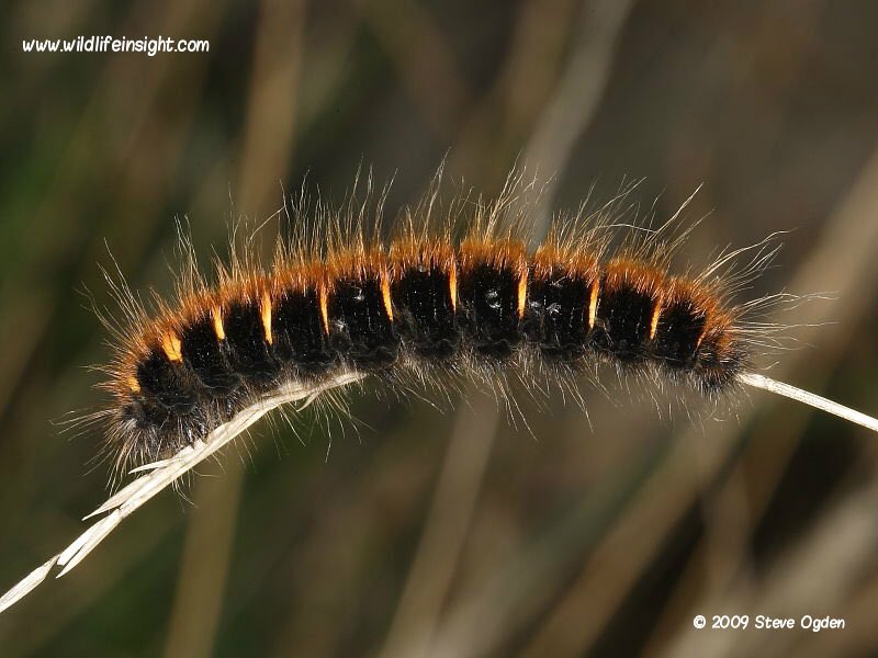 @Bultosherpa158 Looks like a hairy caterpillar 🐛 alright ..aka foxmoth. Highly poisonous..the only antidote known is a swift malt!! Cheers 🥃