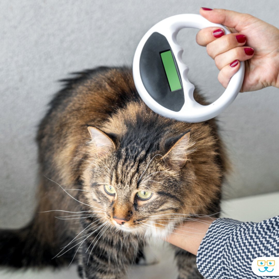 Secure their future, one microchip at a time! 🐾💫 Microchipping your feline friend is a small step with a big impact 😺✨ . bit.ly/2VSvxFG 

#catmicrochipping #chipyourpets #catmicrochip