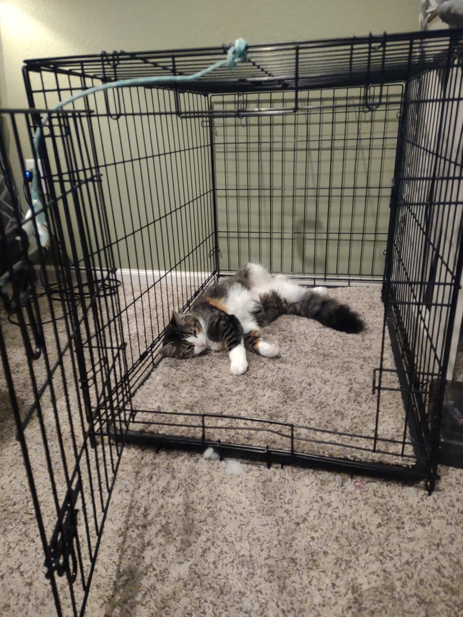 MeanderingMIer's tweet photo. When you have a fancy, expensive cat tower but she prefers the dog's crate. #Cat #pets #family https://t.co/M64tfUp1KW