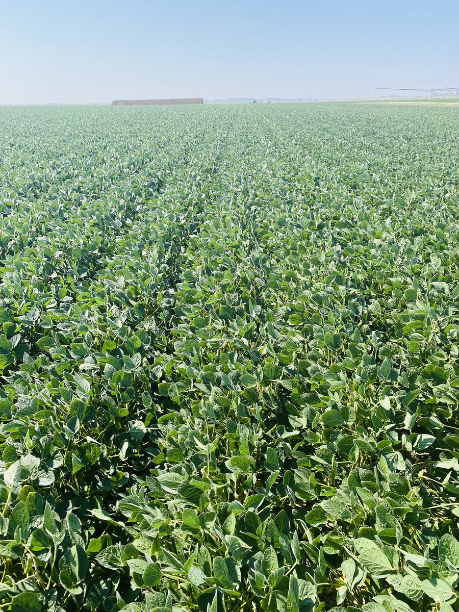 agronomist09's tweet photo. P04A98E soybeans by Terry MT.
#cleanbeans
#pioneerenlistsoybeans
@PioneerSeeds https://t.co/yNM6B9ZCpZ