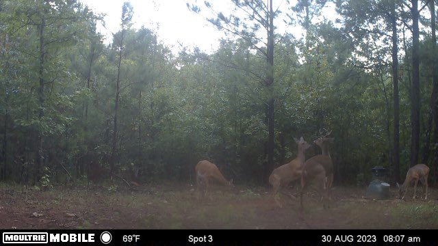 The deer were moving this morning before the huricane hits! <a href="/Moultrie/">Moultrie Products</a>  #MoultrieCam