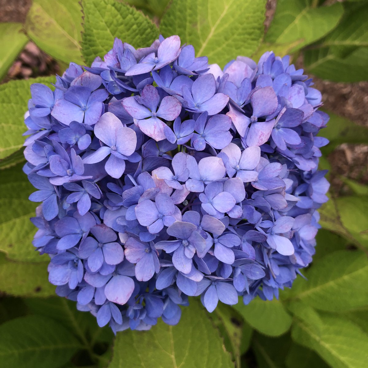 A perfect dollop of pale purple in the center of this pink hydrangea! 💜💖 And first purple hydrangea, spotted the summer, believe it or not. 
#NaturePhotography #nature #naturelovers #Flowers #summer