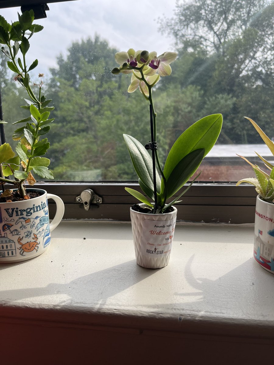 Amanda Wolfe tweet media