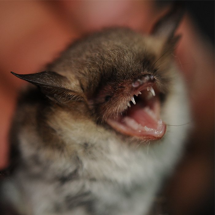 BatsDaily's tweet photo. laughing at the downfall of his enemies!!! 🥰🦇 https://t.co/KYjx40AEgW