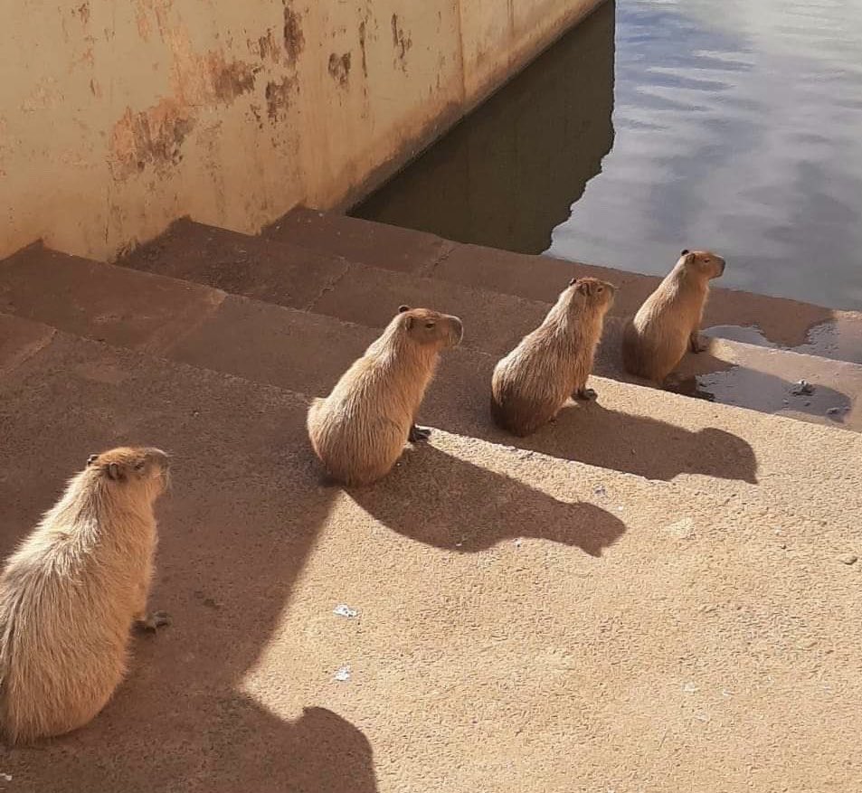 CAPYBARA_MAN's tweet photo. the stairway to heaven https://t.co/cWxbTWRfOT