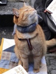 wilhelmascats's tweet photo. https://t.co/rEQ8BuhISo