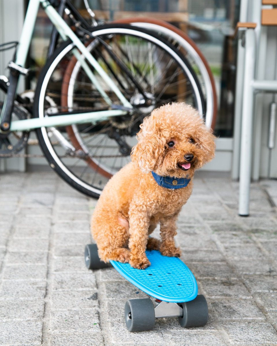OntarioSPCA's tweet photo. We want to hear from you!
How are you choosing to #SweatforPets this year? Are you incorporating our 150th anniversary in your goals?
We’re so thankful to all of you for participating and choosing to help animals in need this summer! https://t.co/PrELoe5GZO https://t.co/9UazXBlaCe
