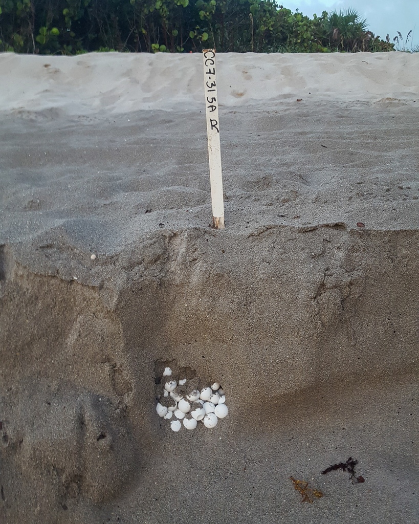 With increased storms, unhatched sea turtle eggs may become exposed on the beach!

If you find these eggs on the beach, LEAVE THEM IN PLACE. Unfortunately, these eggs are no longer viable, however, do provide important nutrients for organisms that utilize local beaches.