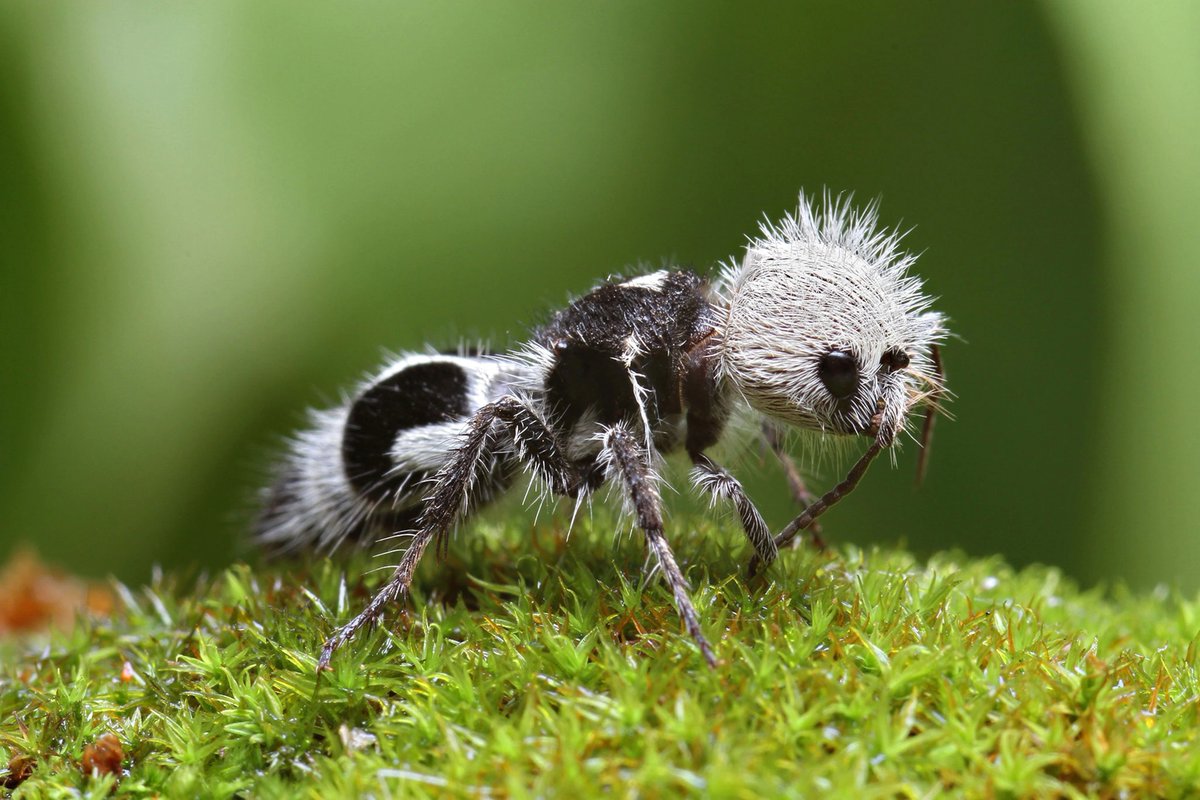 _
HORMIGA PANDA

La hormiga panda (Euspinolia militaris) no es ni panda ni hormiga: ¡en realidad es una avispa parasitaria!

Pertenece a la familia Mutillidae, conocidos vulgarmente como hormigas de felpa u hormigas aterciopeladas.

El nombre común se refiere a que están