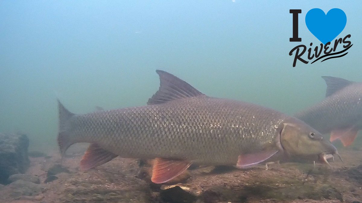 In support of the #HudsonSwim2023  and the inspirational swim Lewis Pugh is doing to highlight the importance of rivers globally, what better way to celebrate than the Prince of the river - Barbel.  I 💙 Rivers . We need to protect not destroy these areas. #RiversAreLife